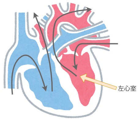 中学受験 理科 人体 心臓の血管の秘訣 覚えるのは左心室だけ 中学受験クルージング